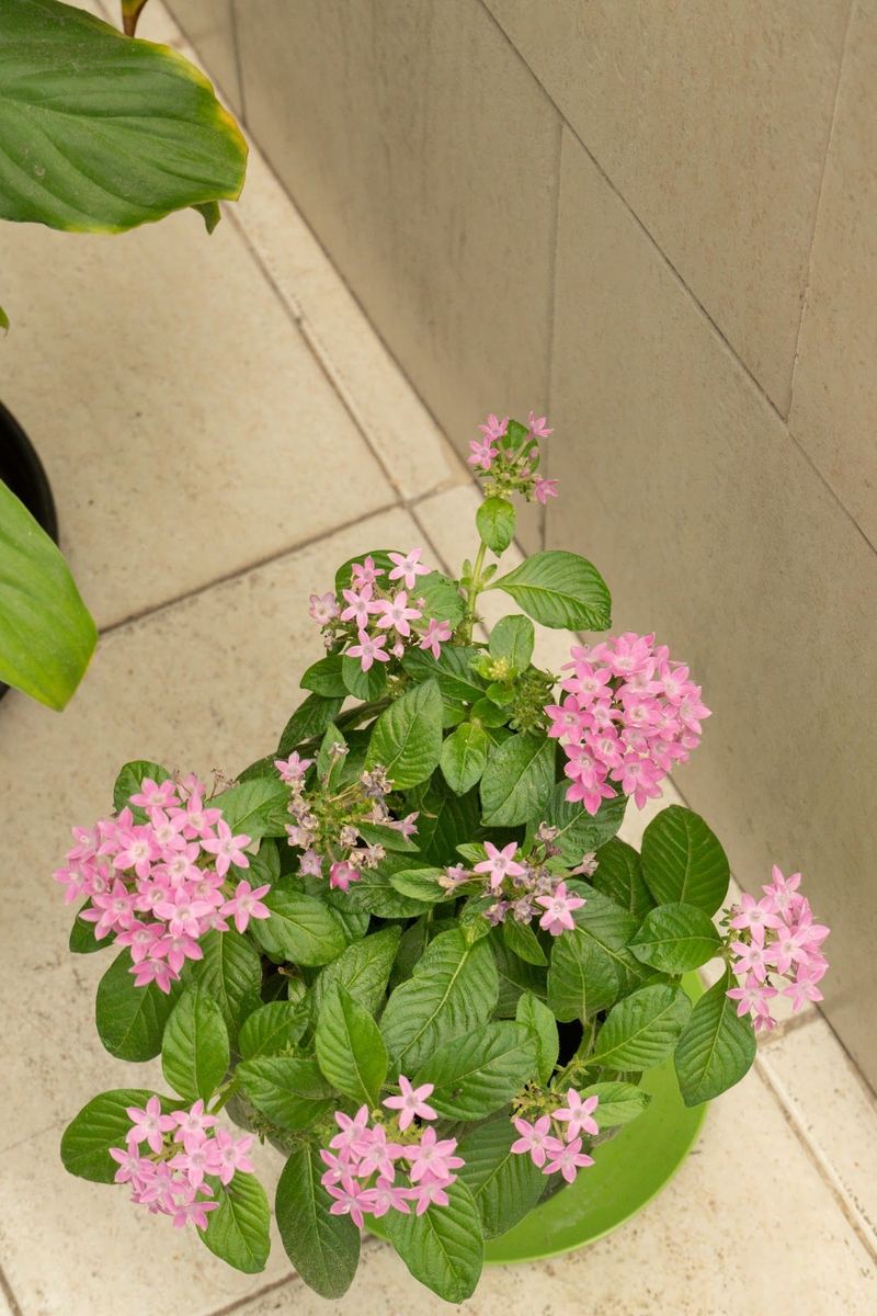 Planta con flores rosadas en un rincón de la residencia